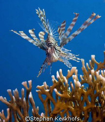 Lionfish - pterois miles - taken at Ras-Umm-Sid, Sharm el... by Stephan Kerkhofs 